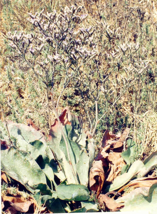 Limonium californicum